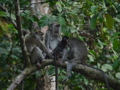 Long tailed macaque (4)